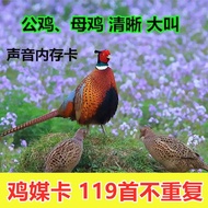Bird Sound Memory Card Phasianus Colchicas Music Pheasant Call Sound Professional Edition Sound TF Card 119 First