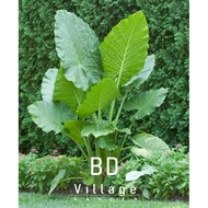 KELADI TELINGA GAJAH | ELEPHANT EAR PLANT