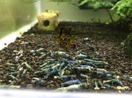 玩蝦坊(Fun Shrimp)藍金剛水晶蝦 水族週邊 特挑(全身帶藍體)型10隻1組(1~1.2公分)