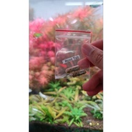 Foc aquatic plants root tab 赠品