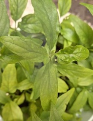 優遁草/ 沙巴蛇草 中草藥植物 治肝炎黄疸 皮膚濕疹