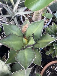 Agave 龍舌蘭-實生