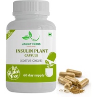 Generic JAGGY Premium Insulin Plant Capsules (Costus Igneus) Natural Supplement 240 Veggie Capsules 