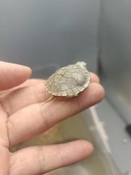 【洋安水族】果凍巴西3cm 果核龜 巨型山龜 側頸龜 麝香龜 擬鱷龜 西非 紅腹 沼澤 側頸 甜甜圈 東錦龜 忍者龜