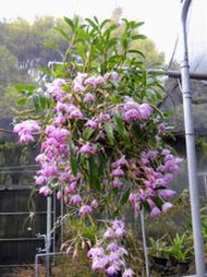 極珍稀原生蘭 Den. chlorostylum 泰國櫻石斛 (瀕臨絕種~超大叢-百梗~個體特殊)正山採株