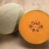 Melon sakata