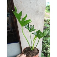 Available live plants for sale (Selloum Hope)