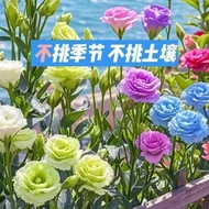洋桔梗花种子包对版重瓣紫色七彩易种活室外适合春盆栽阳台花卉Eustoma flower seed packet, authentic variety, double-petal, purple and