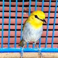 Paling dicari Burung Pleci Wallacea Pleci Kepala Emas Pilihan Jantan