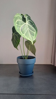 【苔療癒】圓葉花燭/開幕/送禮/陶盆/盆栽