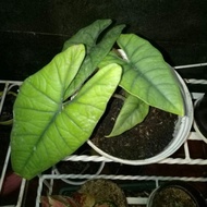 PROMO Alocasia Bisma daun 3 up