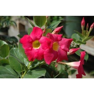 Mandevilla Sanderi Dipladenia real live outdoor plant 红蝉花 anak pokok bunga gantung loceng hidup hias