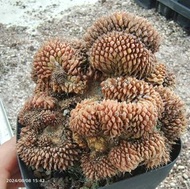 實生肋骨牡丹綴化，盤龍綴(多肉植物，塊根植物，球根植物，龍舌蘭，大型多肉植物，仙人掌，仙人球，仙人頭，石化，綴，菊水，海鮮，草球，牡丹，玉露，室內外，戶外，夠光)