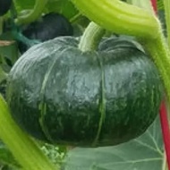 4 Mini Donut Pumpkin Seeds Plant Seeds Garden Seeds Vegetable Seeds (fr SG)