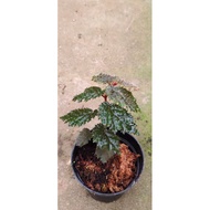 Begonia sp papua by Zamzam Plant