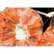 bibit nangka merah / nangka orange