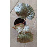 Begonia 'U508' / Begonia 'Cotes de Castillon ~ Asam Batu ~ Live plant pokok Asam batu