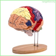 RAN Human Brain Anatomy Model Shows Middle Lobe of Brain Anterior Lobe of Brain Brainstem
