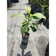 Cempedak King / Pokok Cempedak King