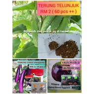 BIJI BENIH TERUNG TELUNJUK / TERUNG UNGU PANJANG DAN TERUNG BULAT RIBENA / EGGPLANT SEED