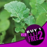 Large Leaf Arugula Seeds - Large Leaf Arugula Rocket Seeds - Rare Vegetable Seeds - Heirloom Seeds  - Rare Herb Seeds - Arugula Seeds