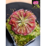 Drosera Spatulata [Sundew][Carnivorous Plants][GILAGARDEN]