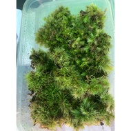 Terrarium Moss for