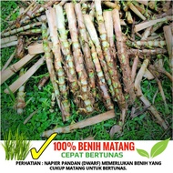 BENIH RUMPUT NAPIER PANDAN DWARF (BENIH DAH MATANG)