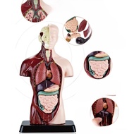 Early education of human body parts, human body medical models, human bone models