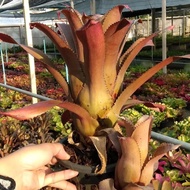 XHohenregelia Ice Tea / Hohen Ice Tea By Gha Garden House