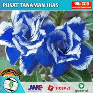 Tanaman Hias Adenium Bunga Tumpuk Kamboja Jepang - Kamboja Jepang Bunga Biru Putih