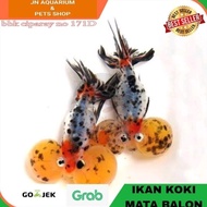 IKAN HIAS KOKI MATA BALON / IKAN MAS KOKI BUBBLE EYE AQUARIUM