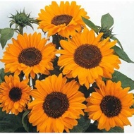 Biji Benih Bunga Matahari Soraya Sunflower 'Soraya' Biji Benih Bunga Matahari - 10 Seed