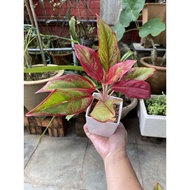 Aglaonema Siam Aurora Plant in White Pot