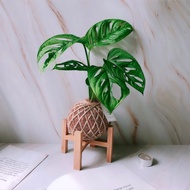 小苔球 窗孔龜背芋 植栽