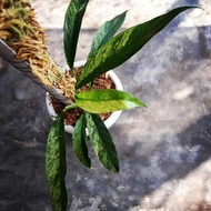 rhaphidophora megasperma variegata - 04