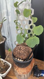 塊根植物連爬藤架