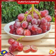 Anak Pokok Anggur Australia Red Grape Pokok Premium Lebat Berbuah Import Dari Thailand