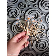 FLARE STICK BETTA / TRAINING STICK BETTA / STICK IKAN LAGA / CERMIN LATIH IKAN LAGA  (READY STOCK)