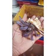 K3l0m4ng jumbo decoration