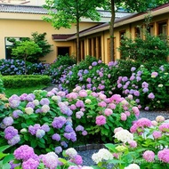 Benih Pokok Bunga Hydrangea Seeds Bonsai Flower Seeds Perennial Garden Flowers Seeds Outdoor Plant Air Plant Live Plants