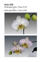 【芃程蘭舍】Hsia509 Phal. aphrodite 2.5吋盆開花株