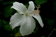 MDC- Pokok Bunga Raya Putih Kampung (White hibiscus) Anak Pokok Tanaman Benih Garden Seed Seeds