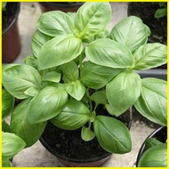 ☈ ◳ ◊☜ 50pcs Herb Garden Seed,Basil, Rosemary,Lemon Grass, Parsley,Thyme Seeds for Planting (Basil)