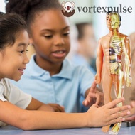 VORTEXPULSE Human Body Model, Mannequin Anatomy Model Human Anatomy Model, Human Body Model Body Puz