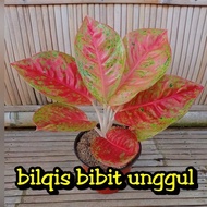 Bibit bunga aglonema Mahasety bilqis bibit unggul