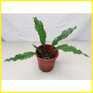 ⊙ ✅ △ Anthurium plowmanii ( Wave of Love Anthurium Plant )