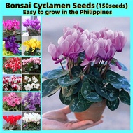 ปลูกง่าย ปลูกได้ทั่วไทย ของแท้ 100% 150PCS Mixed Colors Cyclamen Seeds Bonsai Potted Flower Seeds เมล็ดพันธุ์ดอกไม้ ไม้ประดับ อุปกรณ์ทำสวน ดอกไม้ปลูก จัดสวน ดอกไม้ปลูก บอนไซ แต่งบ้านและสวน ต้นไม้มงคล Plants Seeds for Home &amp; Garden Planting