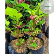 Tanaman pohon murbei sudah berbuah / pohon buah murbei sudah berbuah