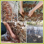 ┗ ➸ ═ ✢ kabuteng saging/mushrooms seeds